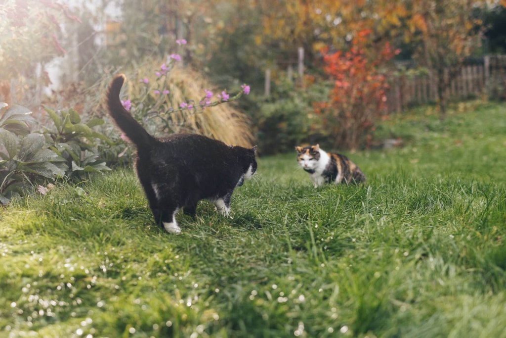 two cats facing off outside in grass