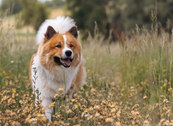 white and brown dog standing outside in field of grass and flowers