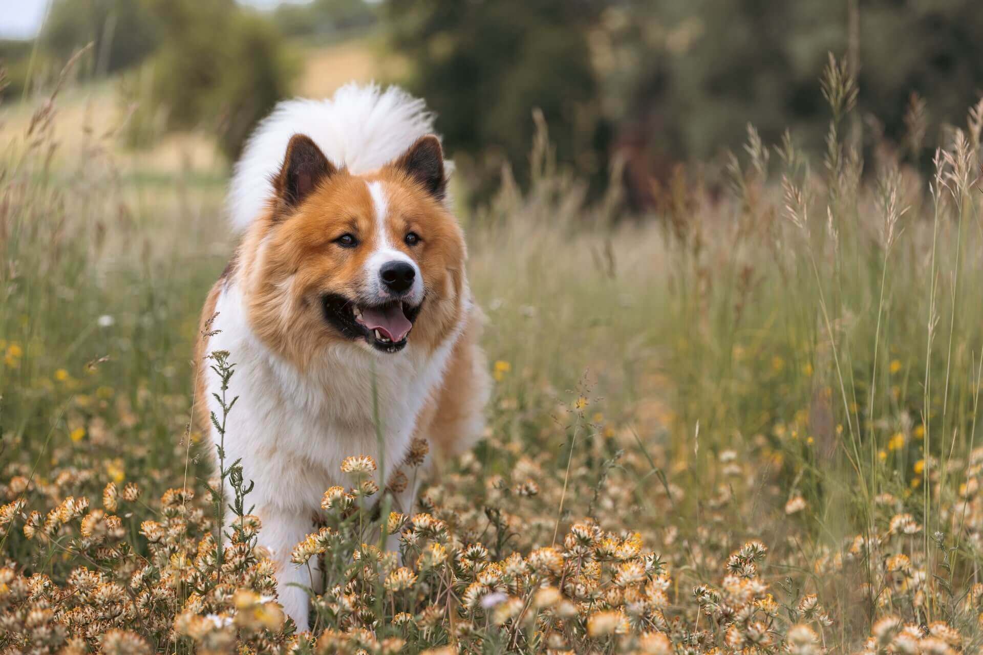 white and brown dog standing outside in field of grass and flowers