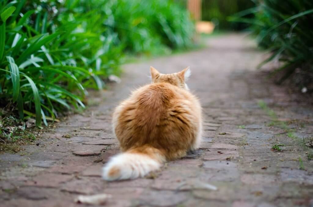 orange cat sitting on sidewalk
