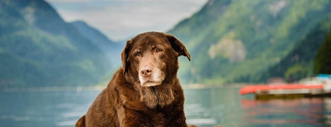old brown dog sitting on a wooden dock of a lake with mountains in the background
