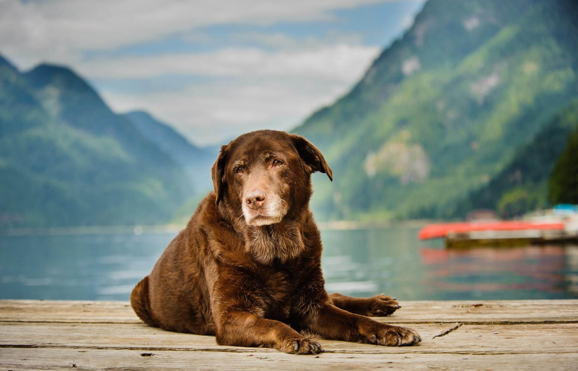 old brown dog sitting on a wooden dock of a lake with mountains in the background