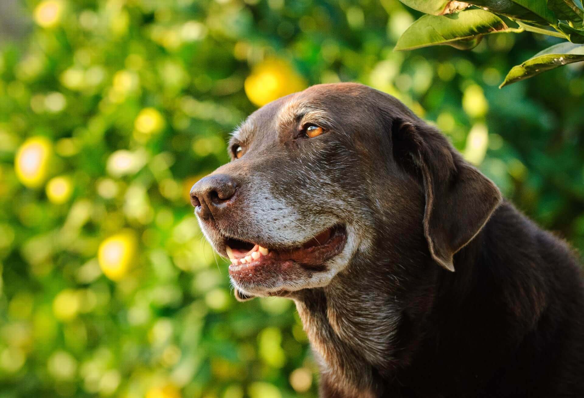 brown chocolate lab dog 