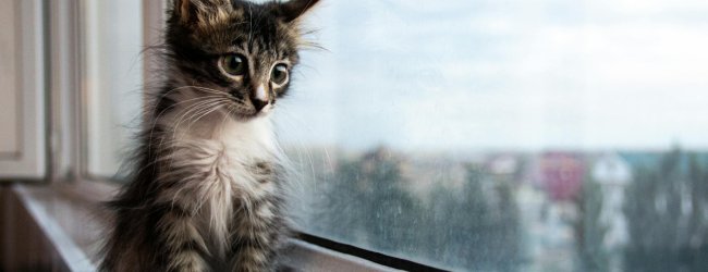 A kitten sitting by a window