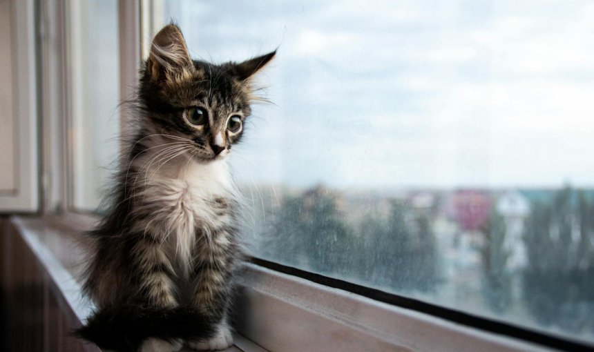 A kitten sitting by a window