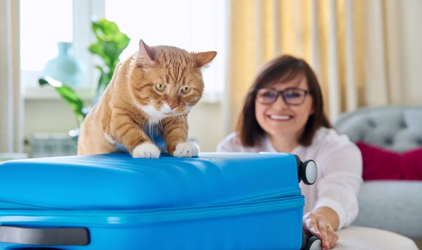 A ginger cat sitting on a blue suitcase