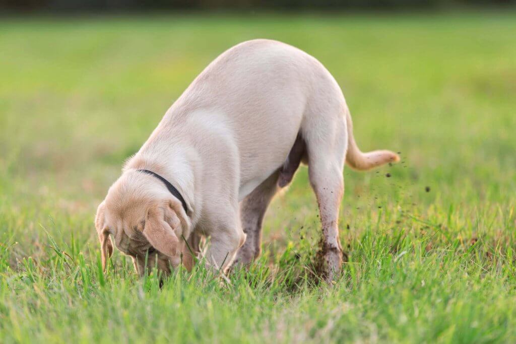 Heller Labradorwelpe gräbt Erde im Garten