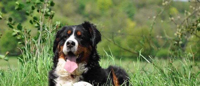 Garten hundesicher machen mit diesen Tipps Tractive