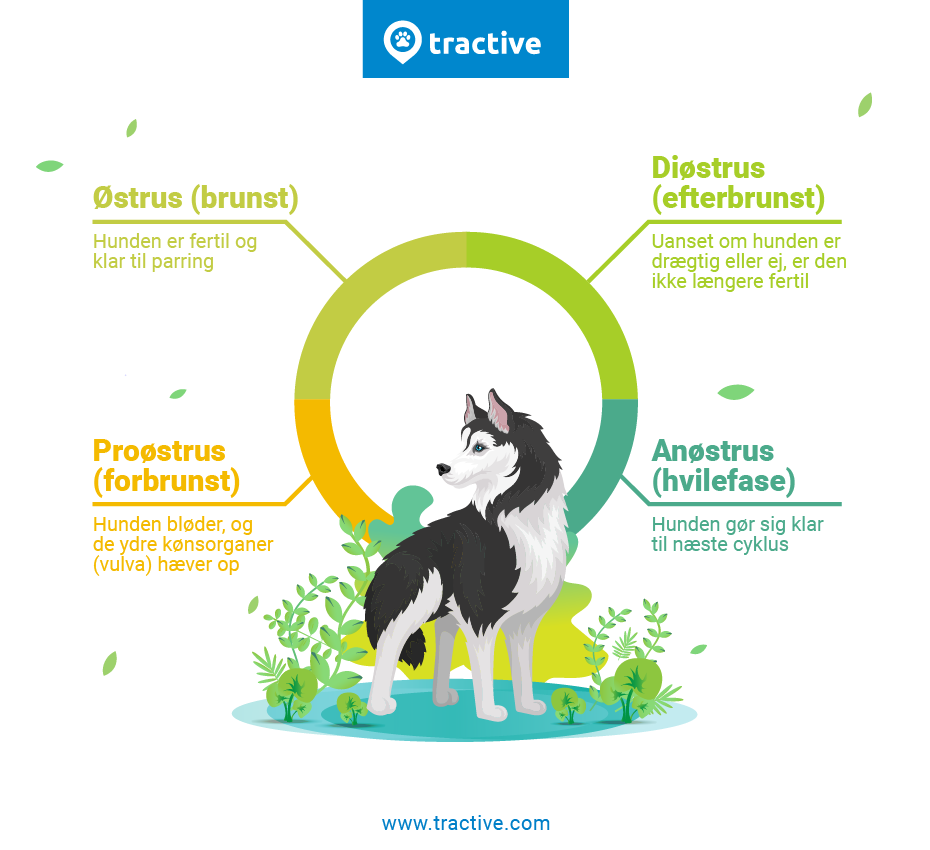 hvorfor bliver hunde væk? grafik med parringscyklus hos hunde - proestrus, estrus, diestrus, anestrus