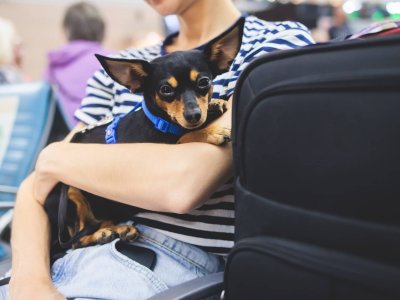woman holding small black dog in airport