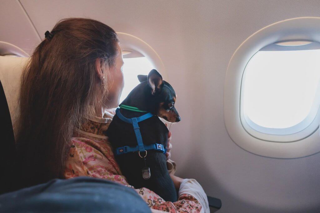 woman holding small black dog in airplane