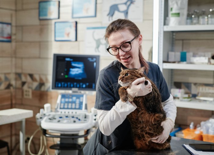 A vet caring for a senior cat at a clinic
