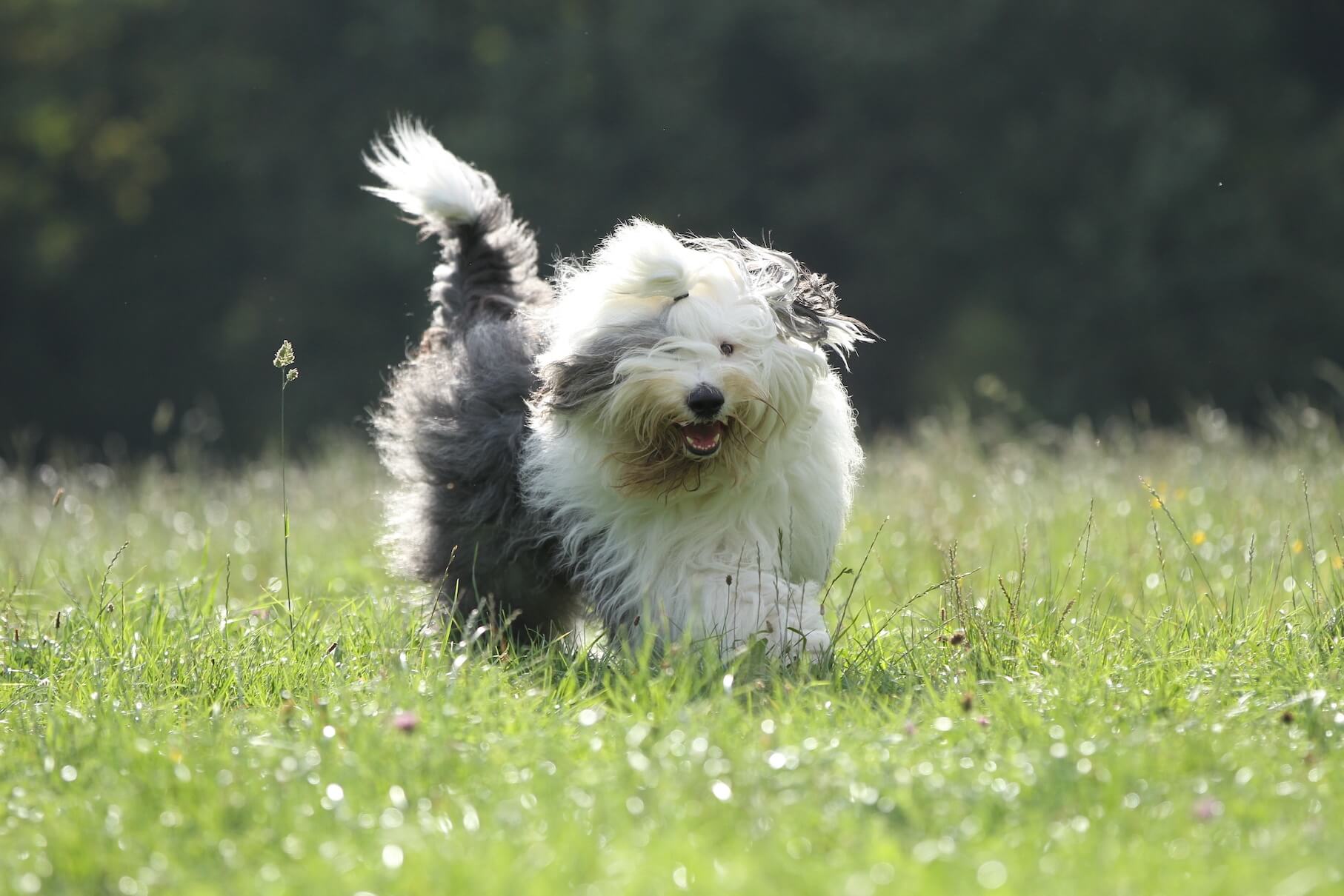 A Bobtail dog running through the grass