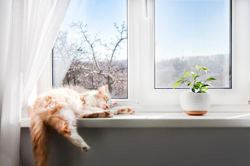 Rot-weiße Katze schläft auf Fensterbank