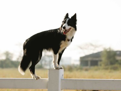 chien noir et blanc perché sur une palissade en bois devant un champ de blé