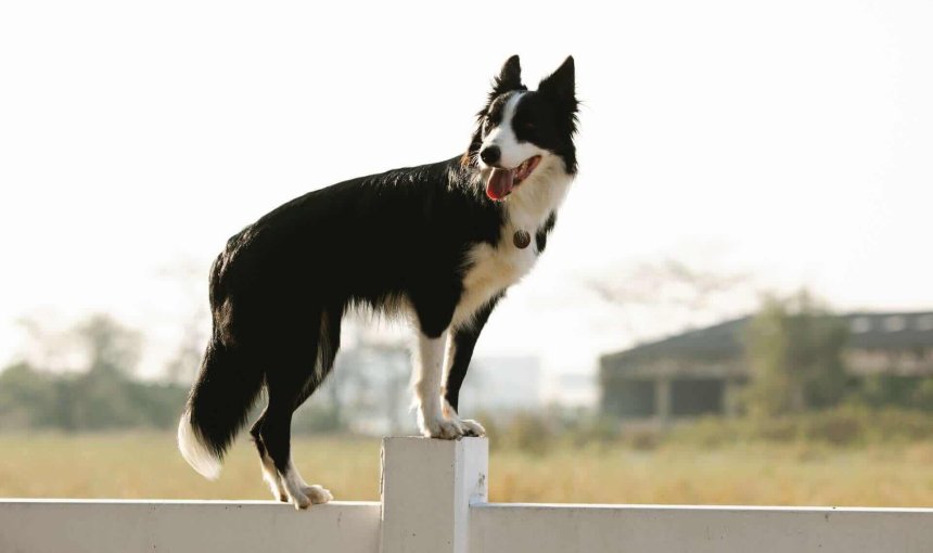 chien noir et blanc perché sur une palissade en bois devant un champ de blé