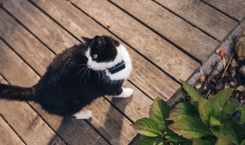 gatto bianco e nero con localizzatore seduto fuori su un portico