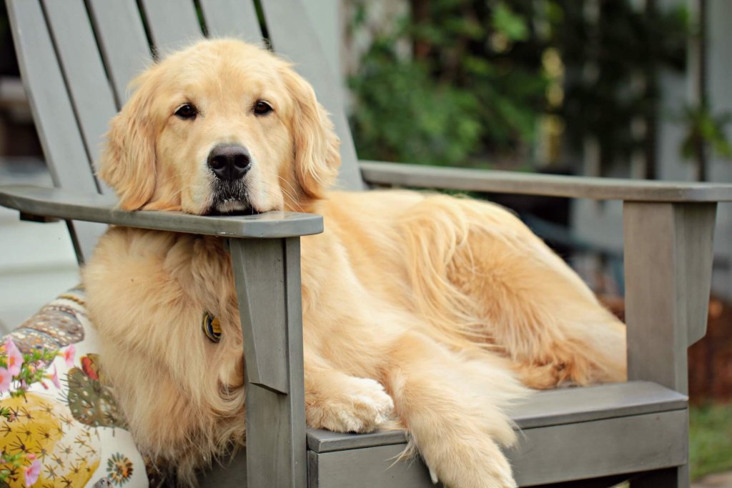 Golden Retriever liegt auf einem Liegestuhl mit Kopf auf der Lehne