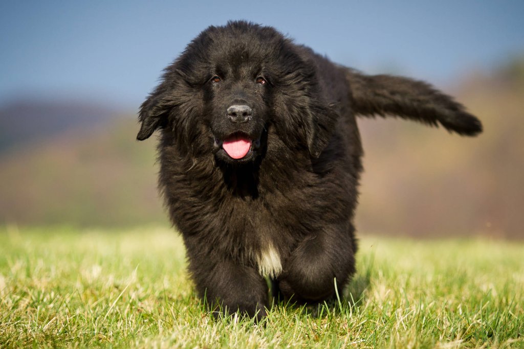 A Newfoundland puppy runs through a garden.