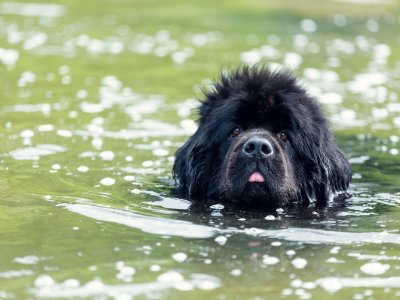 Ein Neufundländer lernt im Wasser schwimmen