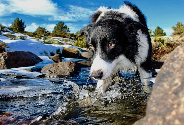 A dog exploring a mountain river