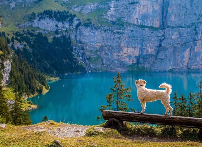 En lys hund står oppå en tømmerbenk og titter utover et vatn nedi dalen