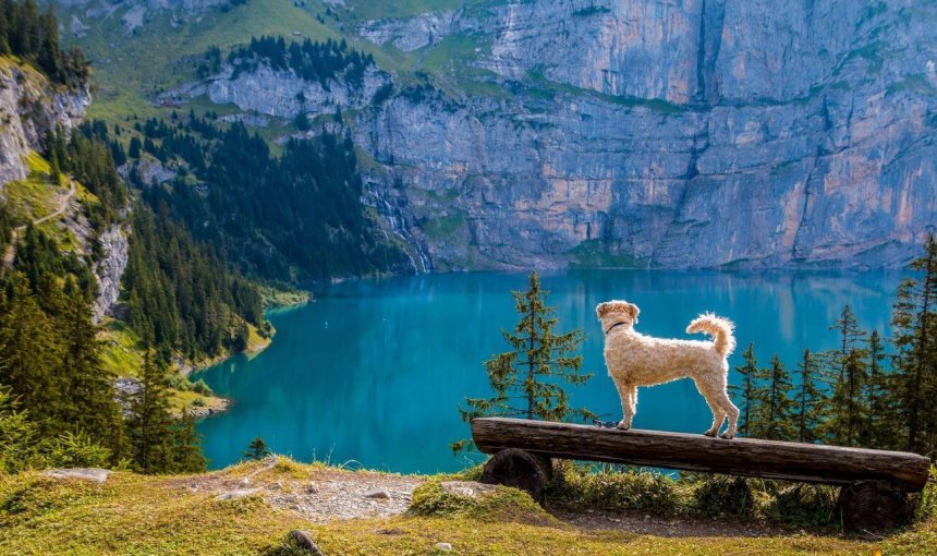 perro blanco enfrente de un lago azul