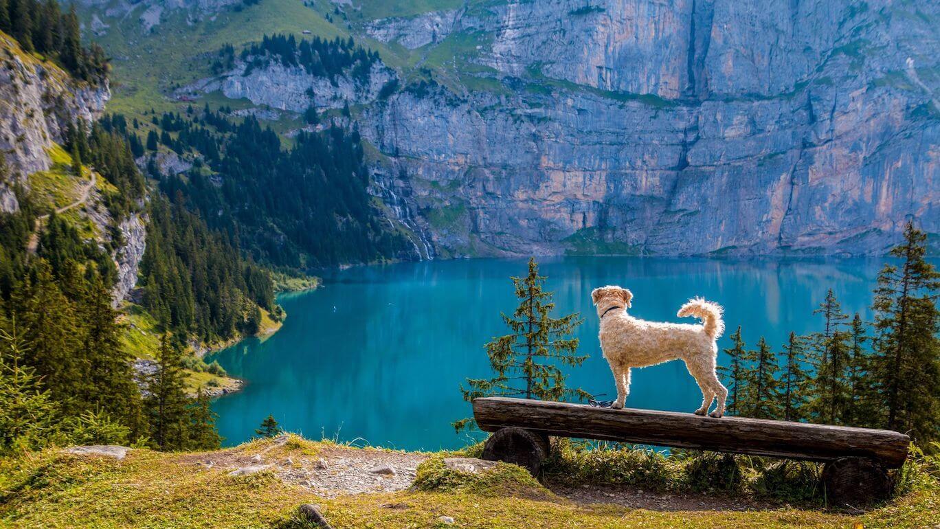 En lys hund står oppå en tømmerbenk og titter utover et vatn nedi dalen