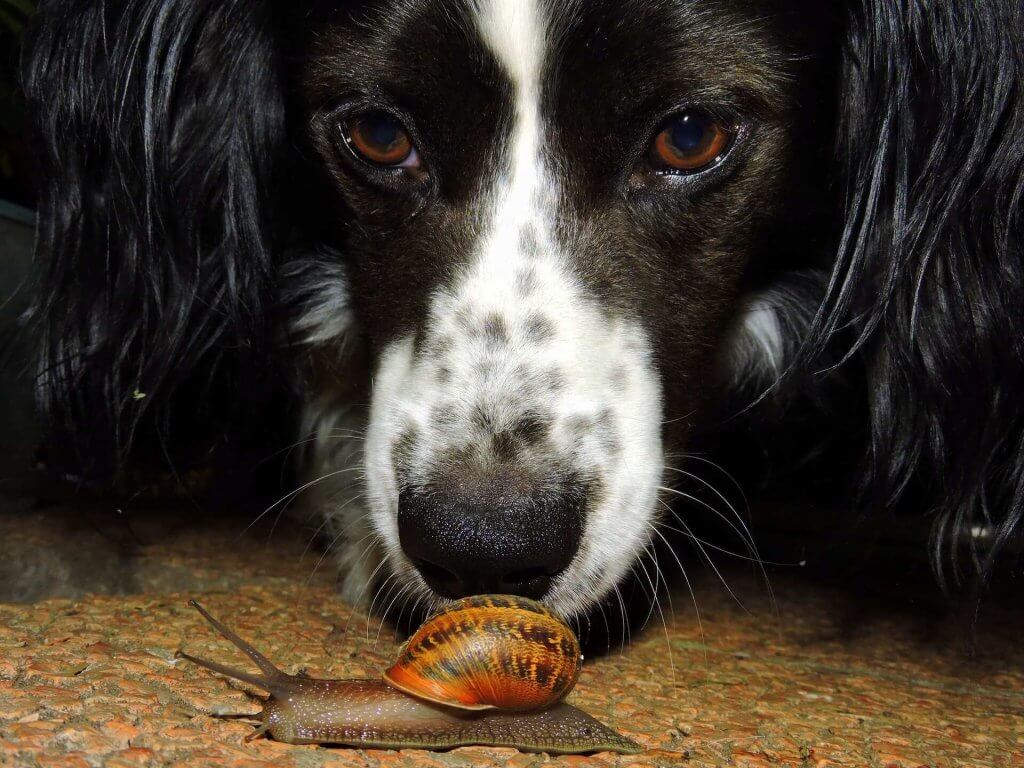 A dog sniffing a snail on the ground