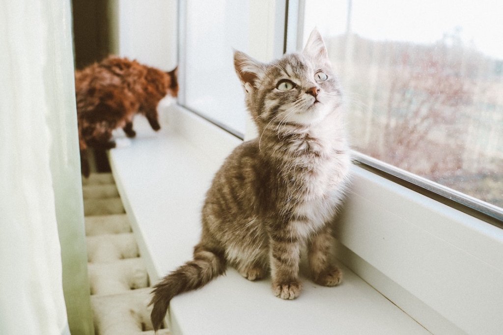 Katze und Babykatze am Fensterbrett