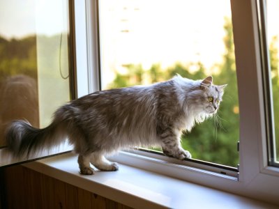Katze auf Fensterbrett, bewegt sich auf gekipptes Fenster zu