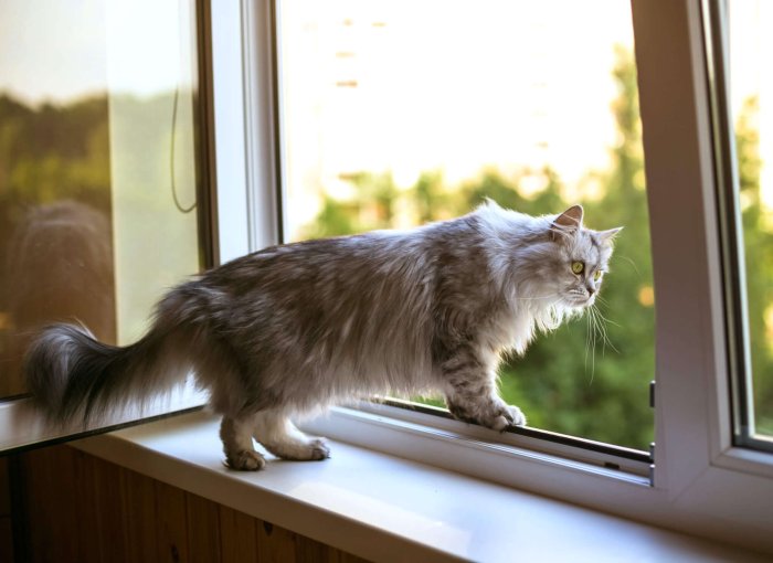 Katze auf Fensterbrett, bewegt sich auf gekipptes Fenster zu