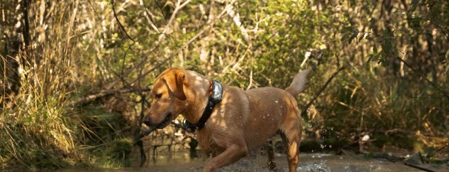 Hund mit GPS Tracker badet in einem See