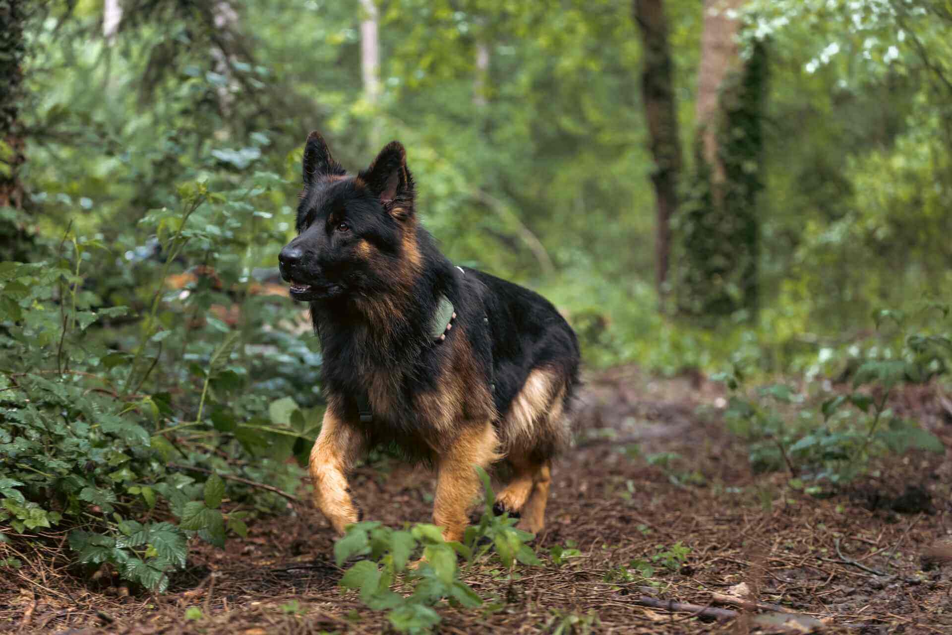 En svart hund som løper gjennom skogen med en Tractive GPS-tracker.