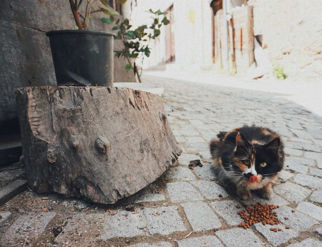 A cat sniffs coffee beans spilled over the ground.