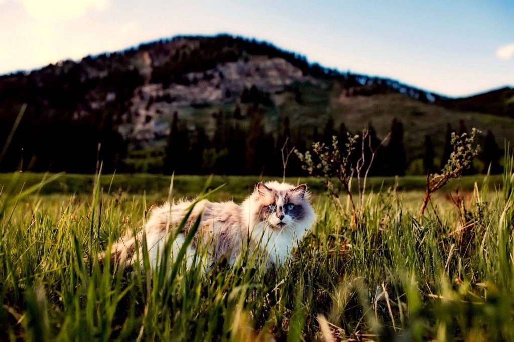 A cat wanders around a sunny field outdoors.