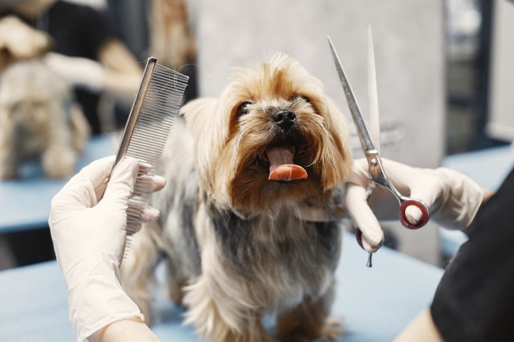 A Yorkshire terrier at the local grooming service.