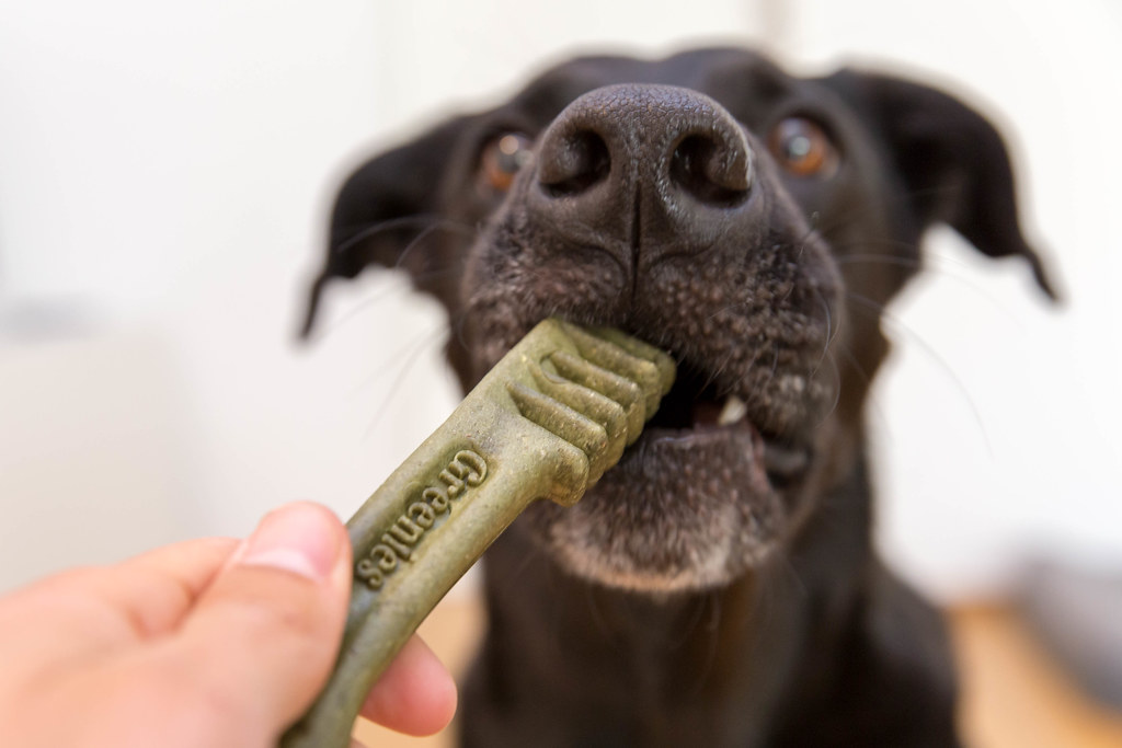 A dog takes a bite of a dental chew as part of keeping their teeth clean.