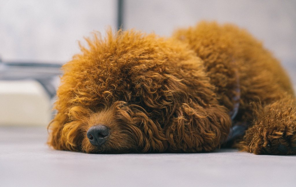 A brown poodle sleeps on the ground