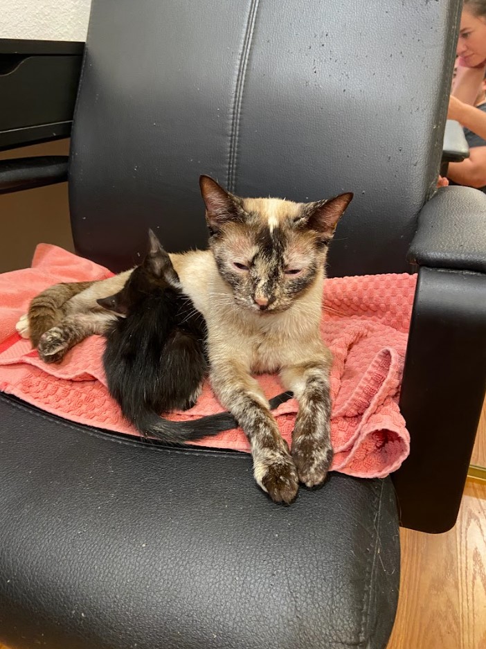 Mama cat and her kitten on a doctor's visit.