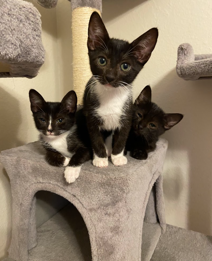 The three rescued kittens playing in their new cat jungle gym.
