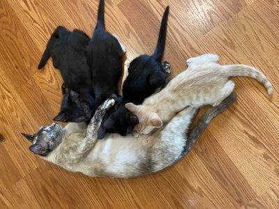 A family of kittens rescued by the Tractive GPS