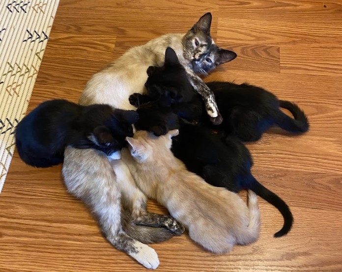 A family of sick kittens rescued by the San Diego Feral Cat Coalition and the Tractive GPS