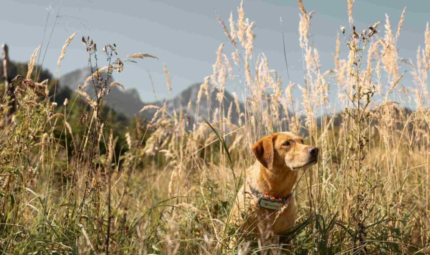 Un cane indossa un localizzatore GPS & Health Tractive