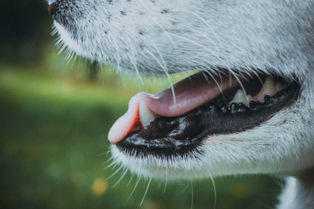 A dog's open mouth, showing their tongue and teeth