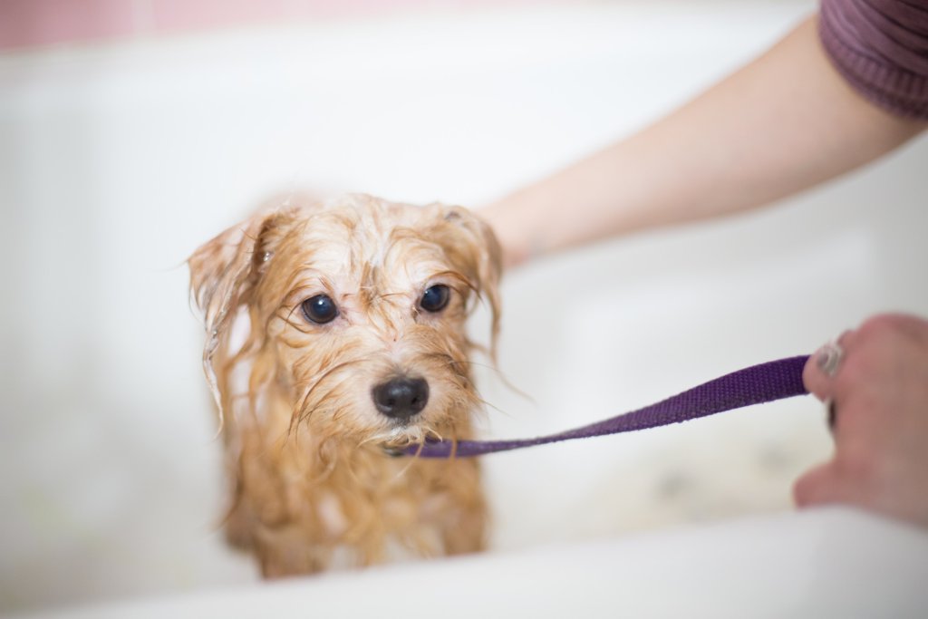 A dog enjoys their bath with a special dog-friendly shampoo.