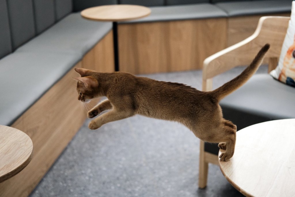 A cat jumps from one table to another