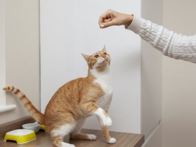 A cat trains with a piece of string.