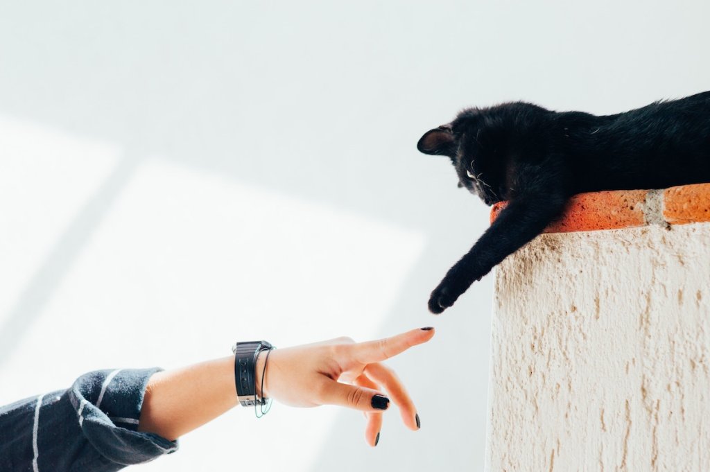A woman stretches her finger towards her cat's paw