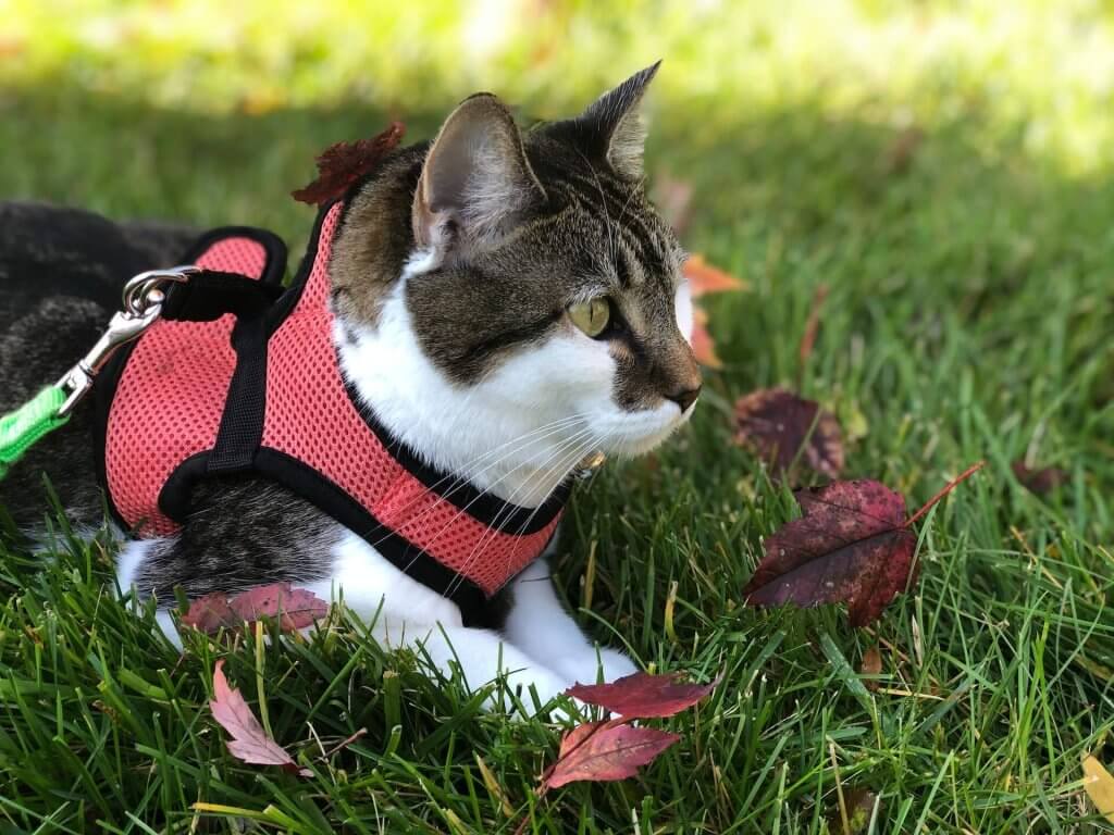 chat gris et blanc portant un harnais rouge, couché sur l'herbe, entouré de feuilles d'automne